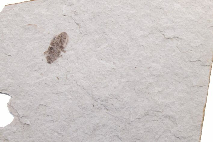 Unidentified Fossil Insect - Ruby River Basin, Montana #216561